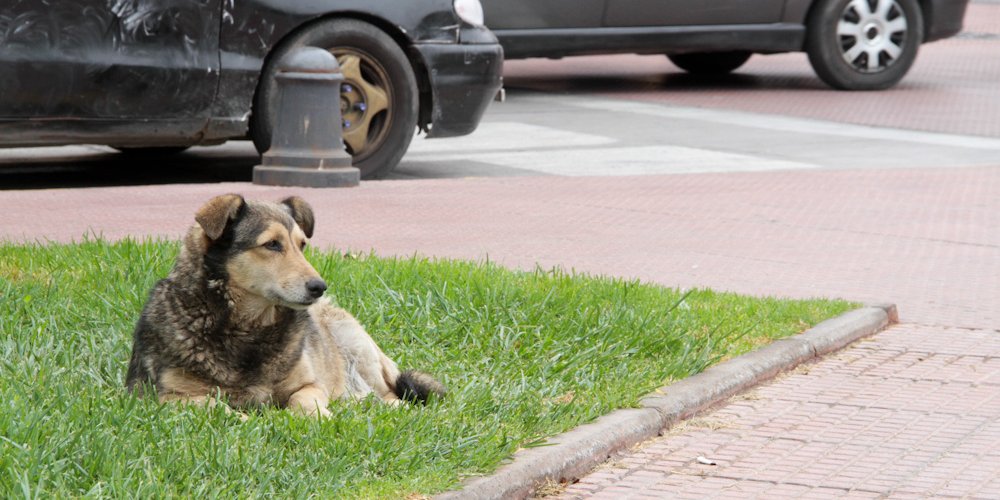 Gobierno Regional dispone de un fondo de hasta $3 millones para proyectos que promuevan el cuidado y atención de perros