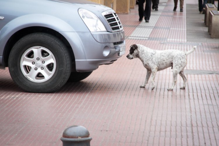 Gobierno Regional dispone de un fondo de hasta $3 millones para proyectos que promuevan el cuidado y atención de perros