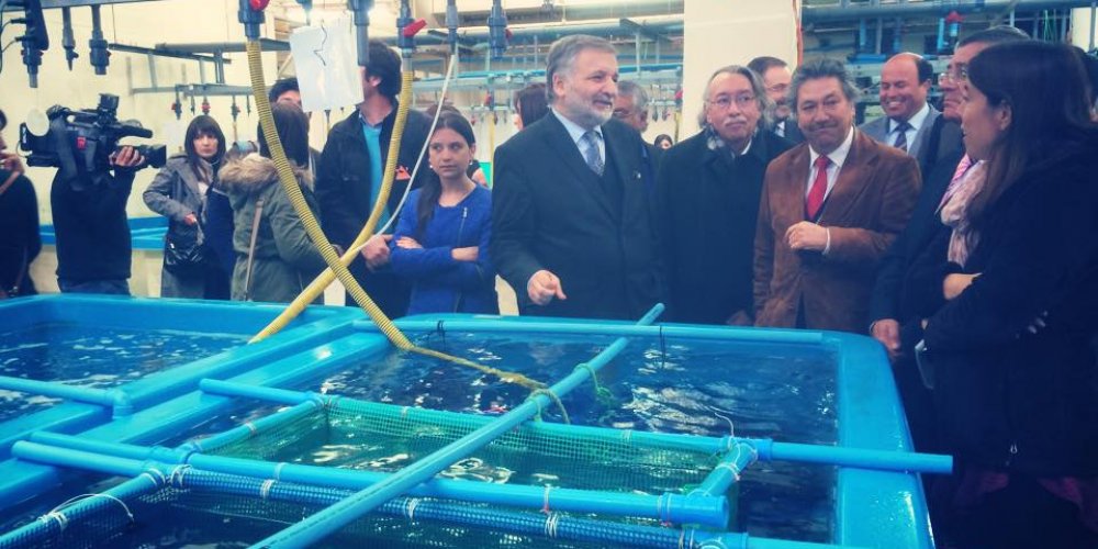 Inician convocatoria para potenciar desarrollo de la acuicultura en la región