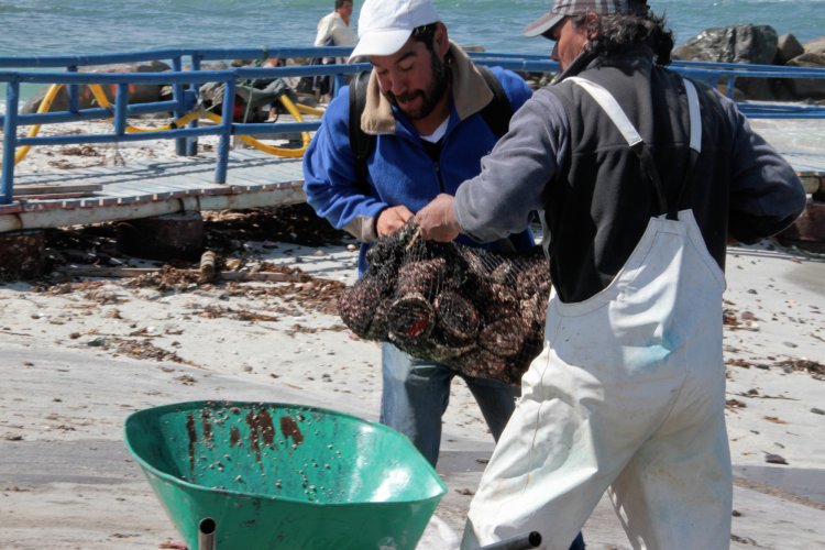 CORE se reúne con pescadores de caleta “El Apolillado” de La Higuera para informar sobre millonario plan de inversión