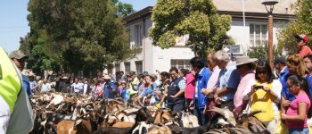 Por quinto año seguido Illapel revive el Día de la Trashumancia y del Criancero Caprino