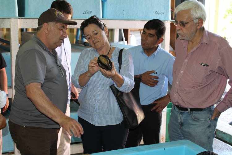 Comisión de Fomento Productivo del CORE recoge experiencia de trabajo con la pesca artesanal en la región de Los Lagos