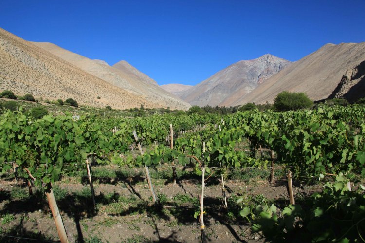 Norte chico, cuna mundial del pisco