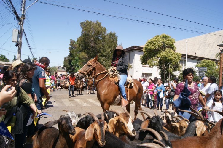 Veranadas: CORE aprueba recursos para desparasitar 75 mil cabezas de ganado trashumante
