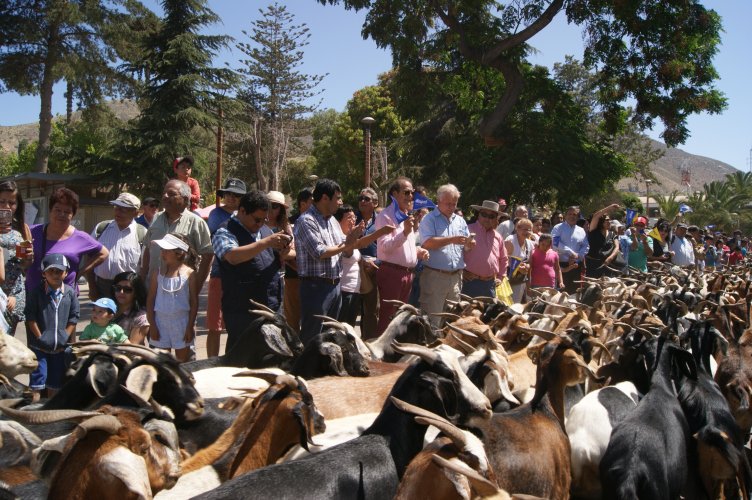 Veranadas: CORE aprueba recursos para desparasitar 75 mil cabezas de ganado trashumante
