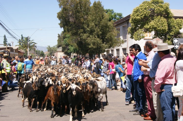 Veranadas: CORE aprueba recursos para desparasitar 75 mil cabezas de ganado trashumante