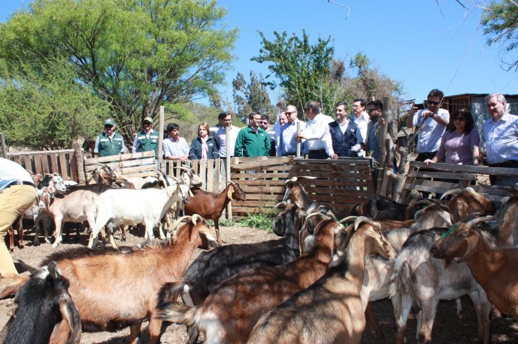 Autoridades dan inicio a programa de desparasitación de ganado ejecutado por el SAG