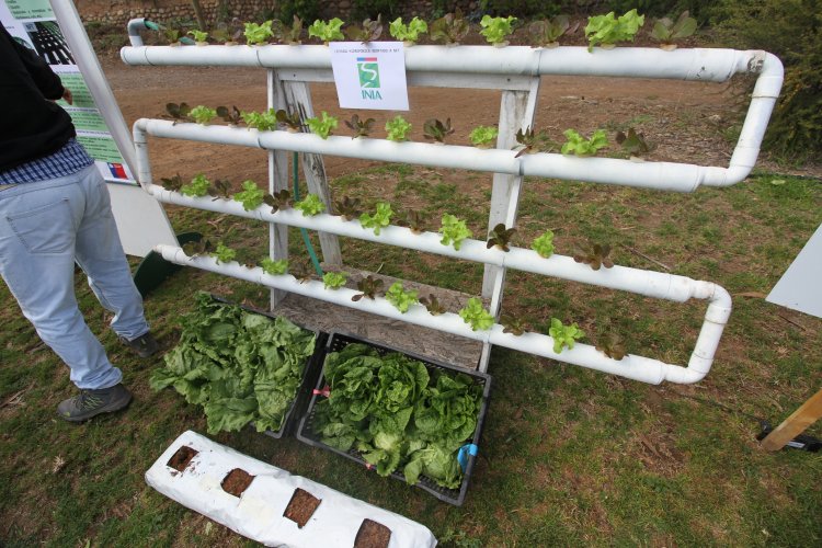 Cores evaluan positivamente gestión del INIA-Intihuasi en Jornada de Puertas abiertas