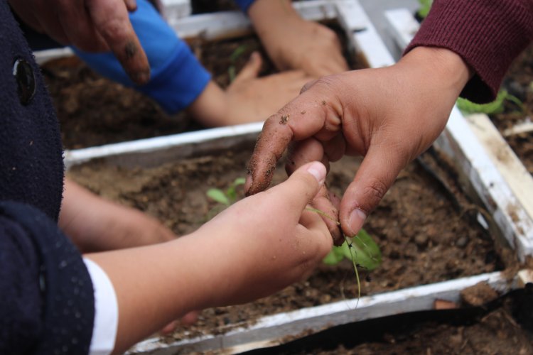 Niños y niñas del Colegio Luis Braille implementan huerto orgánico para ayudar al medio ambiente