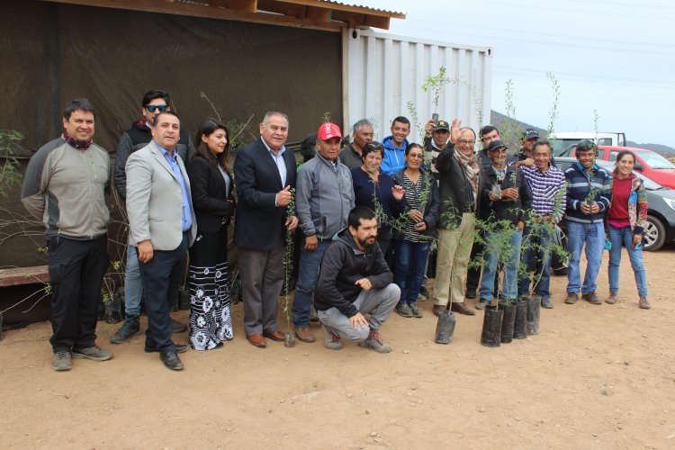 A través de innovador proyecto buscan reforestar sectores de La Higuera donde se alimenta ganado caprino