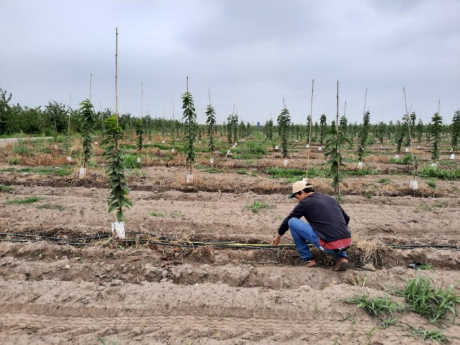 Revelan cifras de Catastro Frutícola 2021, con actualización de la Región de Coquimbo