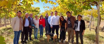 Aprueban programa para incrementar producción de uva pisquera de pequeños agricultores