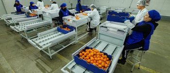 Región de Coquimbo avanza hacia una mayor competitividad frutícola con aprobación de sitio de inspección fitosanitaria