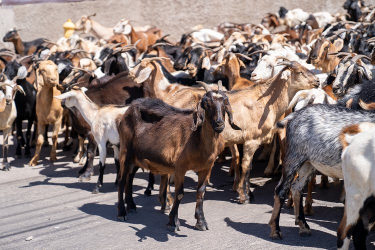 57.000 cabezas de ganado caprino serán financiadas para su tránsito durante las veranadas 2025-2026