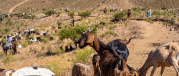 57.000 cabezas de ganado caprino serán financiadas para su tránsito durante las veranadas 2025-2026