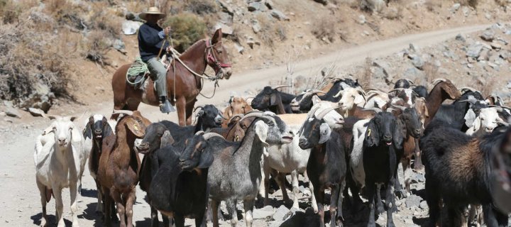 El CORE aprueba distribución de recursos para forraje caprino y apoyo apícola en el marco del Plan de Emergencia Hídrica