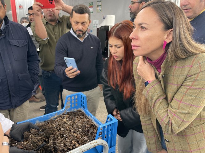 Coquimbo impulsa innovador proyecto biotecnológico basado en larvas de mosca soldado negro