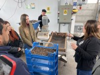 Coquimbo impulsa innovador proyecto biotecnológico basado en larvas de mosca soldado negro