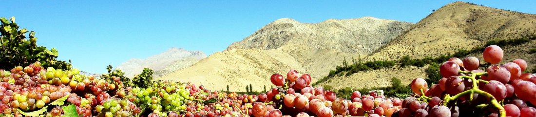 Uva valle Limarí