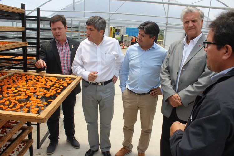 Millonaria inversión para fortalecer competitividad del sector damasquero de la provincia del Choapa