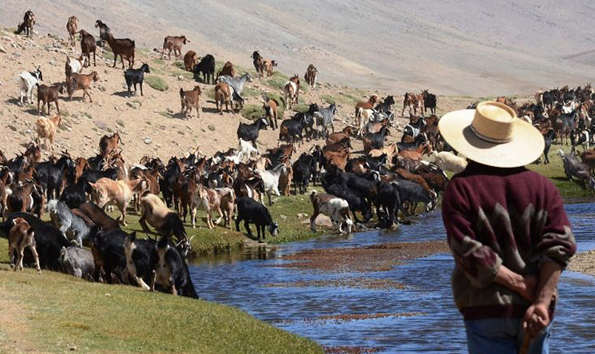 Recursos de emergencia: Consejo Regional aprueba más de $100 millones para ayudar a crianceros de la región