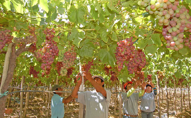 Empresas agregarán valor a sus productos para potenciar al sector agro regional Empresas agregarán valor a sus productos para potenciar al sector agro regional