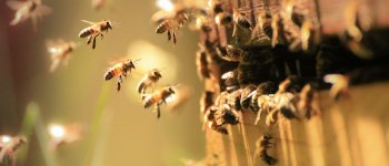 Buscarán en el mundo científico una explicación a la mortandad de abejas en el Valle de Elqui