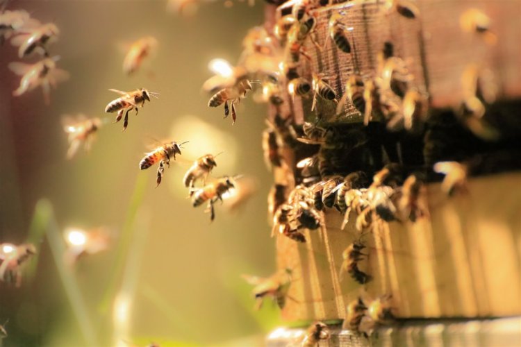 Buscarán en el mundo científico una explicación a la mortandad de abejas en el Valle de Elqui