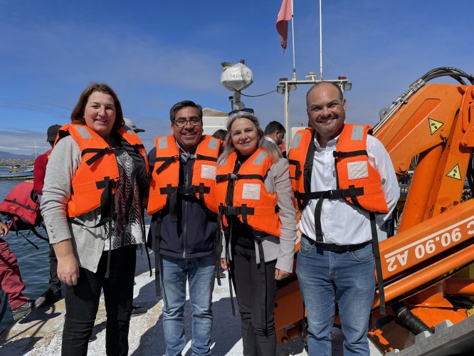 Liberación de corvinas en la playa de Tongoy: Innovador proyecto busca repoblar la especie marina