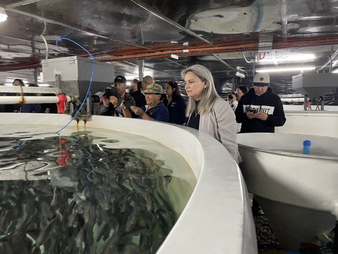 Liberación de corvinas en la playa de Tongoy: Innovador proyecto busca repoblar la especie marina