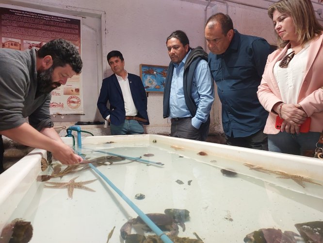 Pescadores de Los Vilos buscan apoyo para una mayor diversificación productiva a través de la acuicultura Pescadores de Los Vilos buscan apoyo para una mayor diversificación productiva a través de la acuicultura