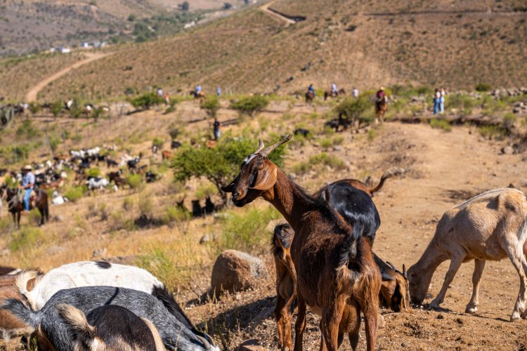 57.000 cabezas de ganado caprino serán financiadas para su tránsito durante las veranadas 2025-2026