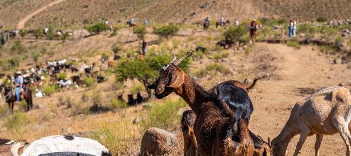 57.000 cabezas de ganado caprino serán financiadas para su tránsito durante las veranadas 2025-2026